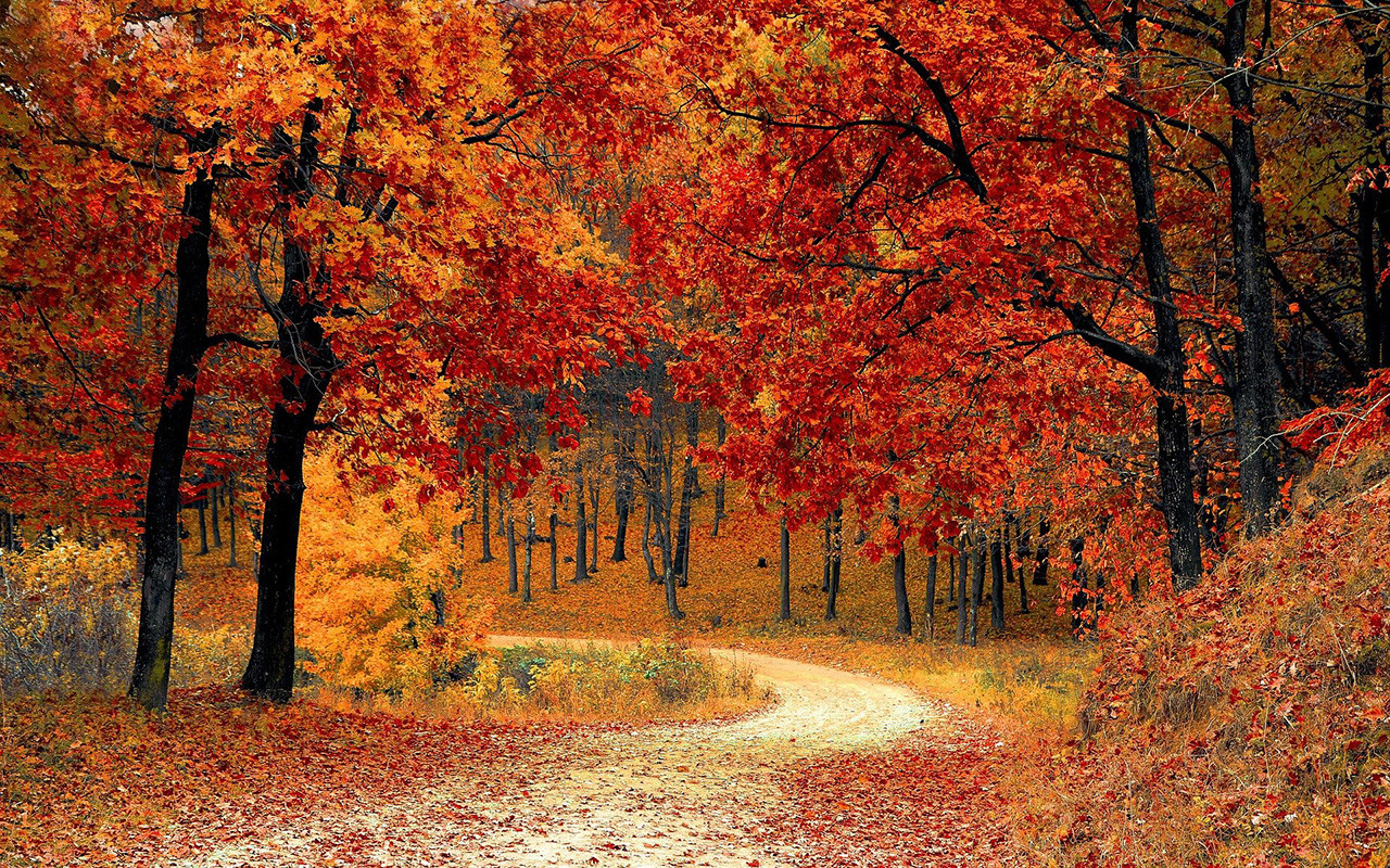 B herfstbos