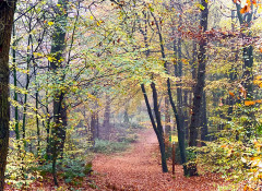 R wandelbos