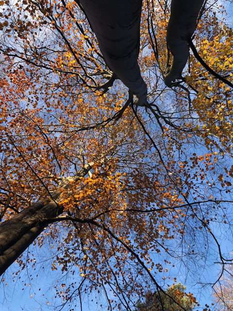 St bomenkruin lucht